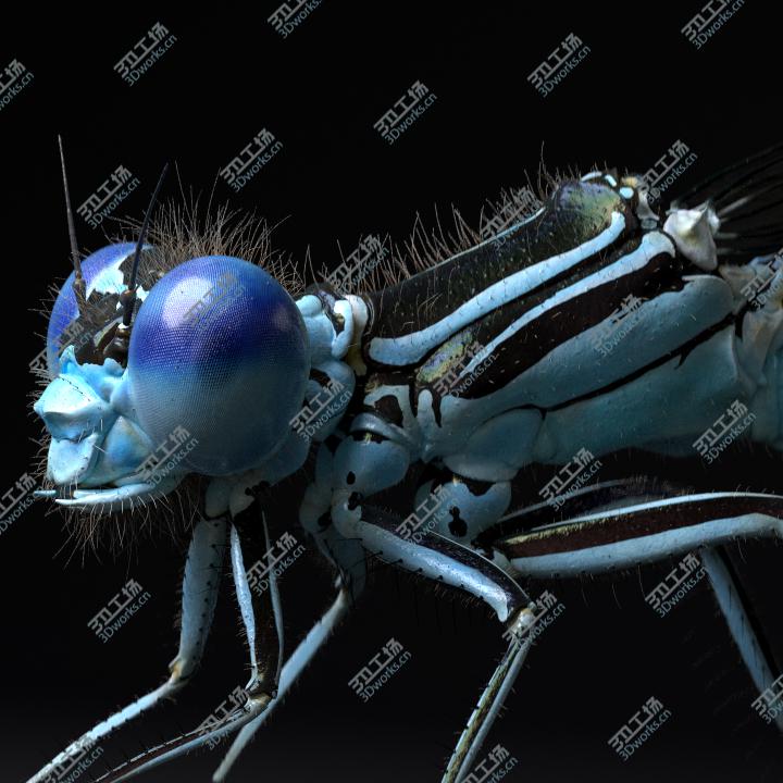 images/goods_img/2021040234/3D Dragonfly for Cinema 4d/1.jpg